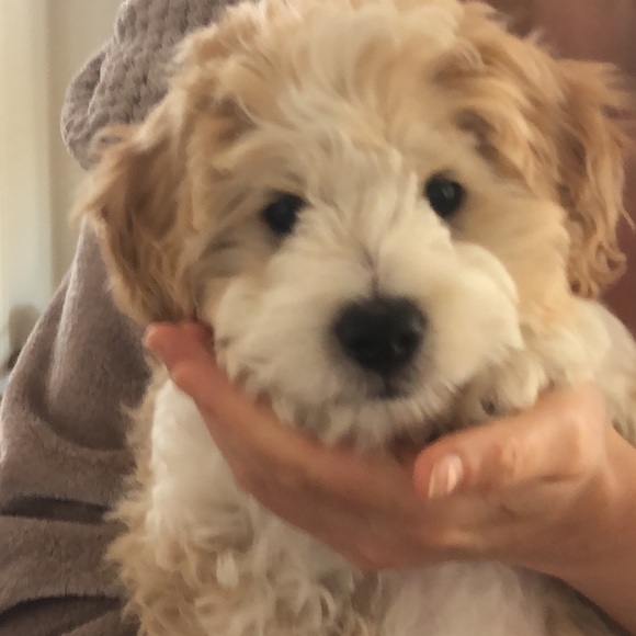 Meet your Posher, Mia - Picture 4 of 7